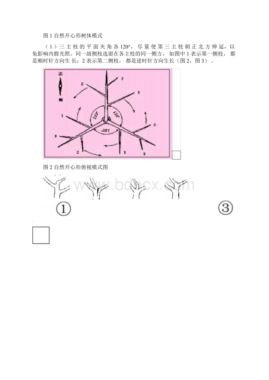 桃树自然开心形整形修剪过程图解.docx_第2页