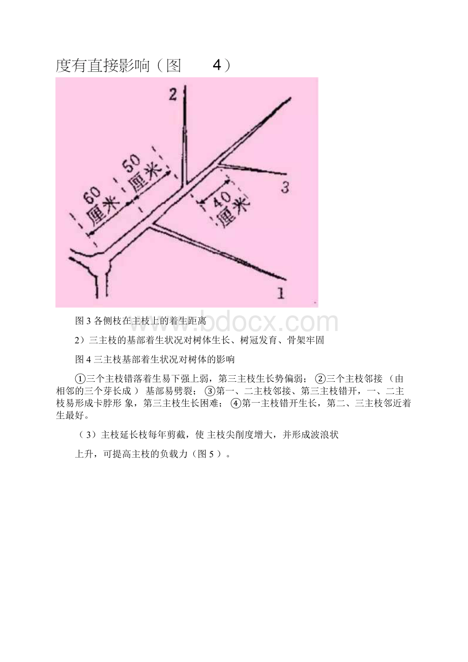 桃树自然开心形整形修剪过程图解.docx_第3页