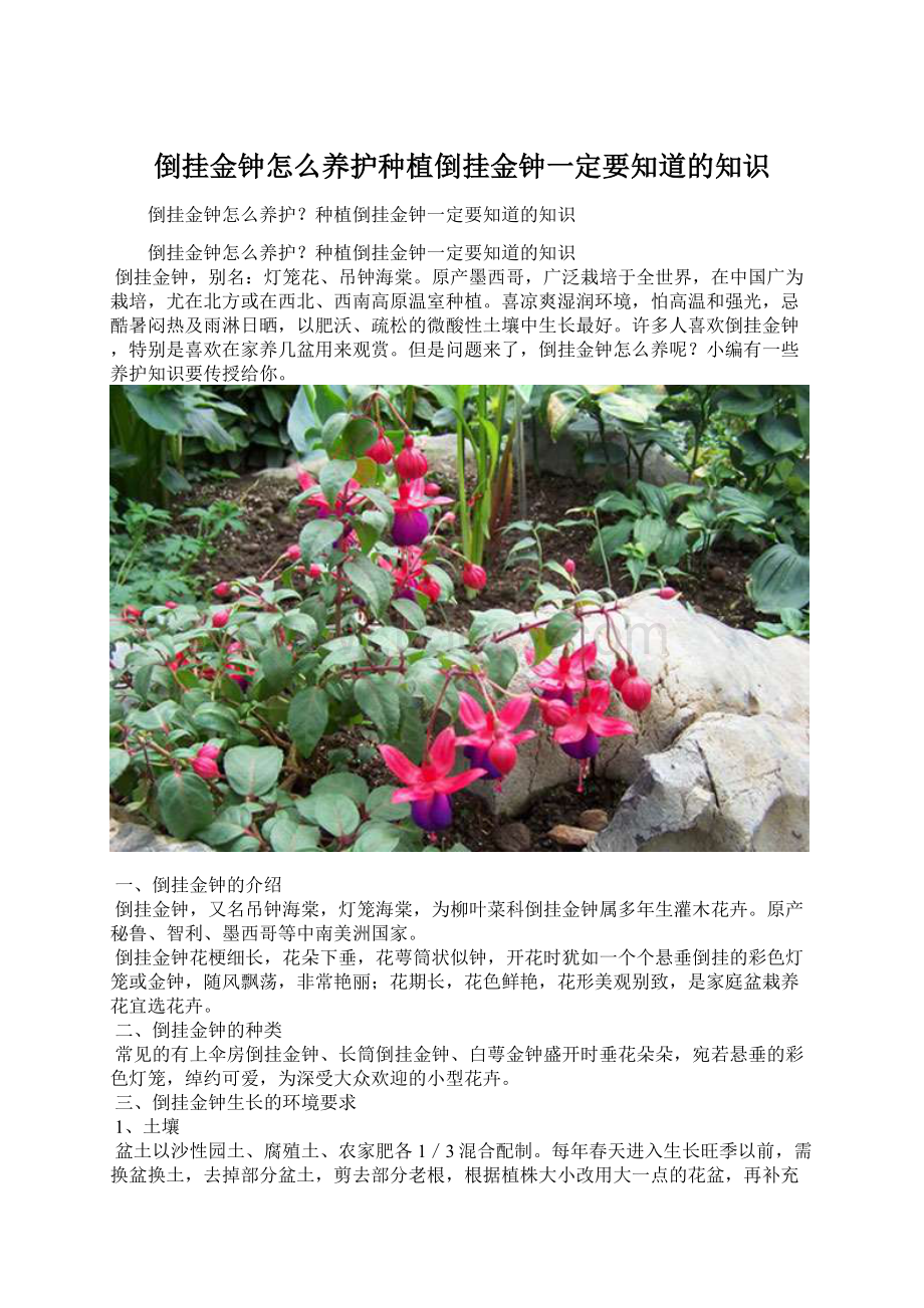 倒挂金钟怎么养护种植倒挂金钟一定要知道的知识.docx_第1页