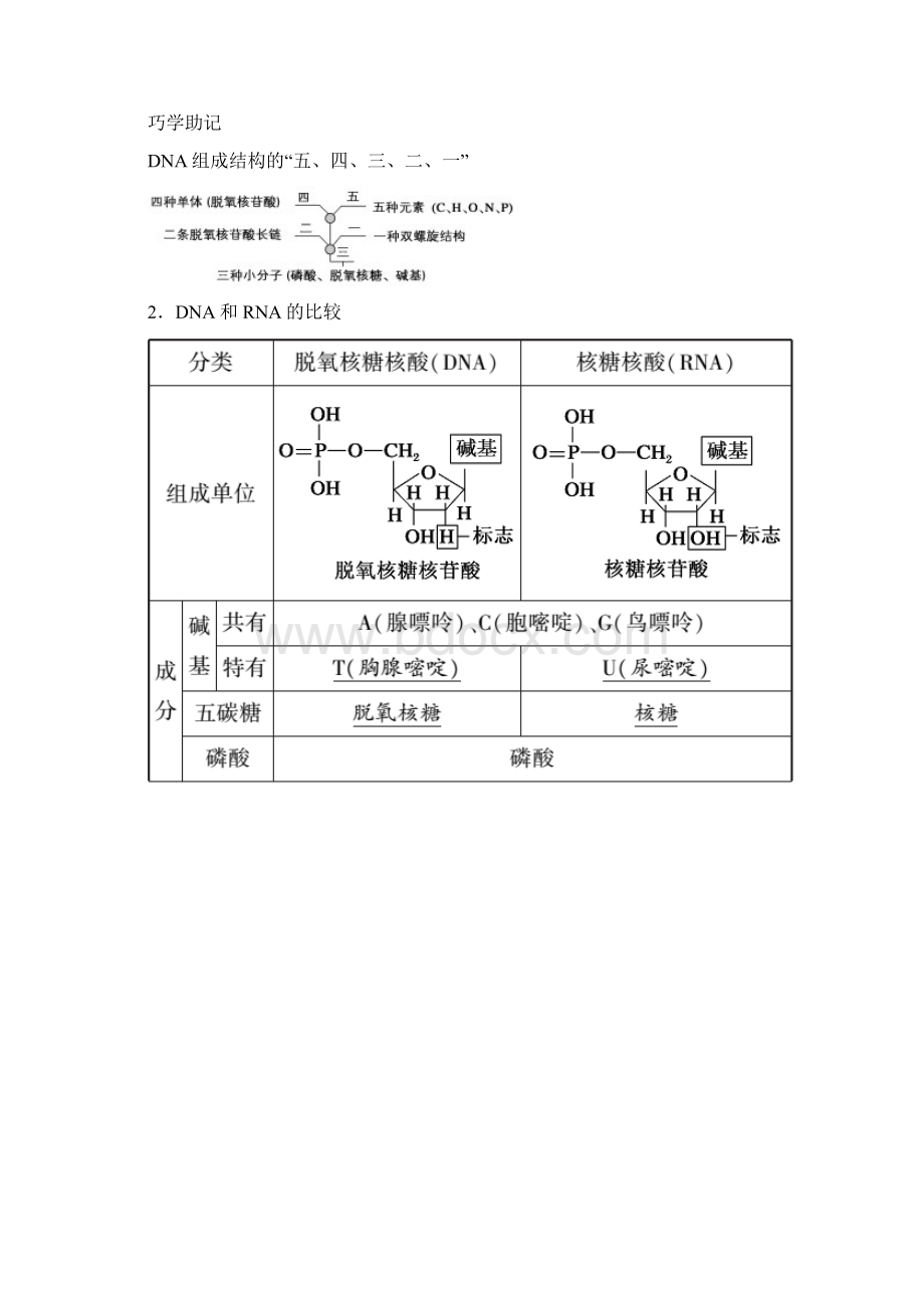 第4讲 细胞中的核酸Word文件下载.docx_第2页