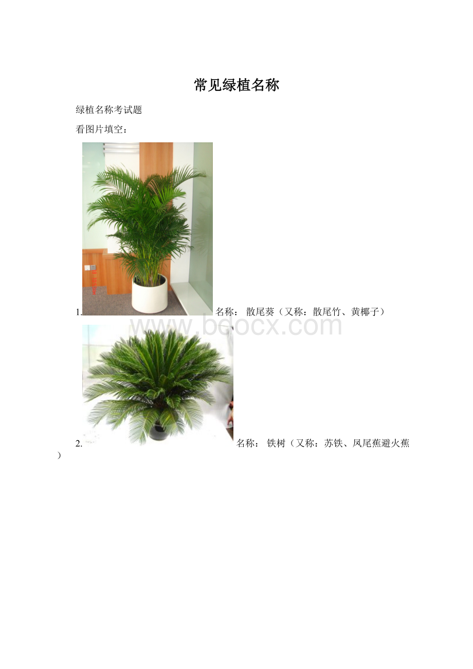 常见绿植名称.docx