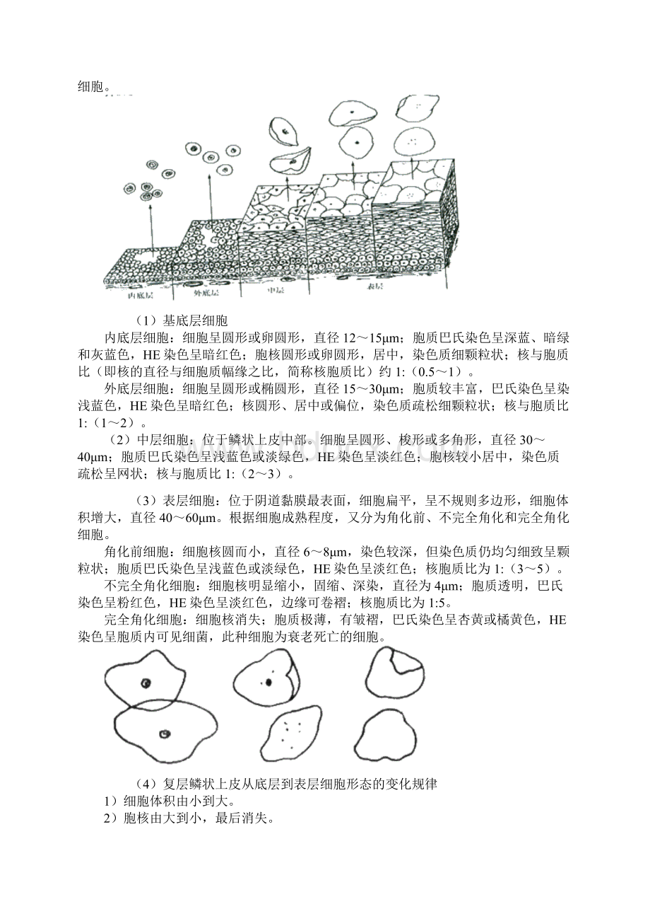 主管检验技师临床检验基础讲义第二十章脱落细胞检查文档格式.docx_第2页