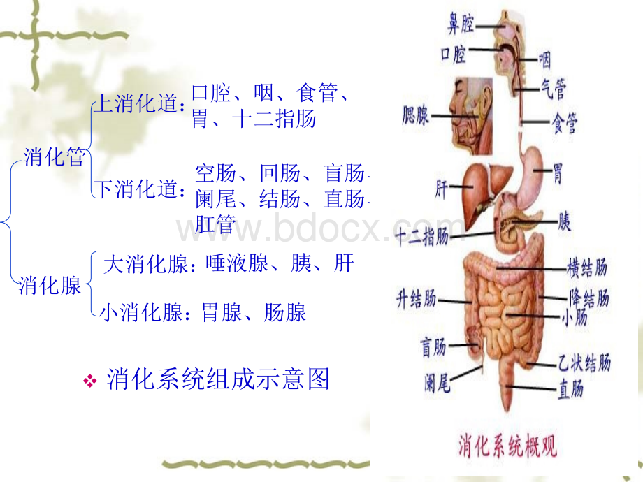 消化系统概述.ppt_第2页