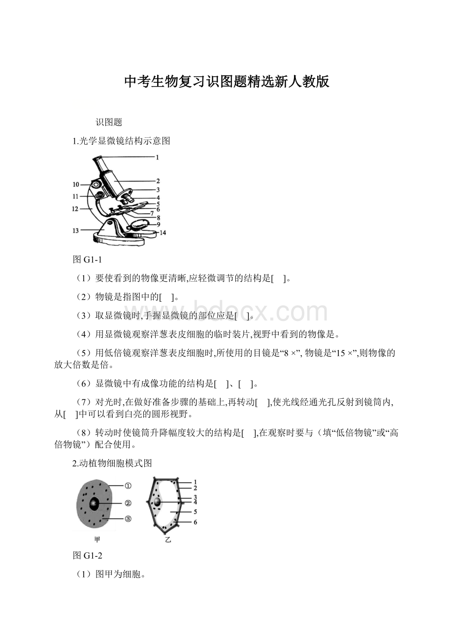 中考生物复习识图题精选新人教版Word下载.docx_第1页