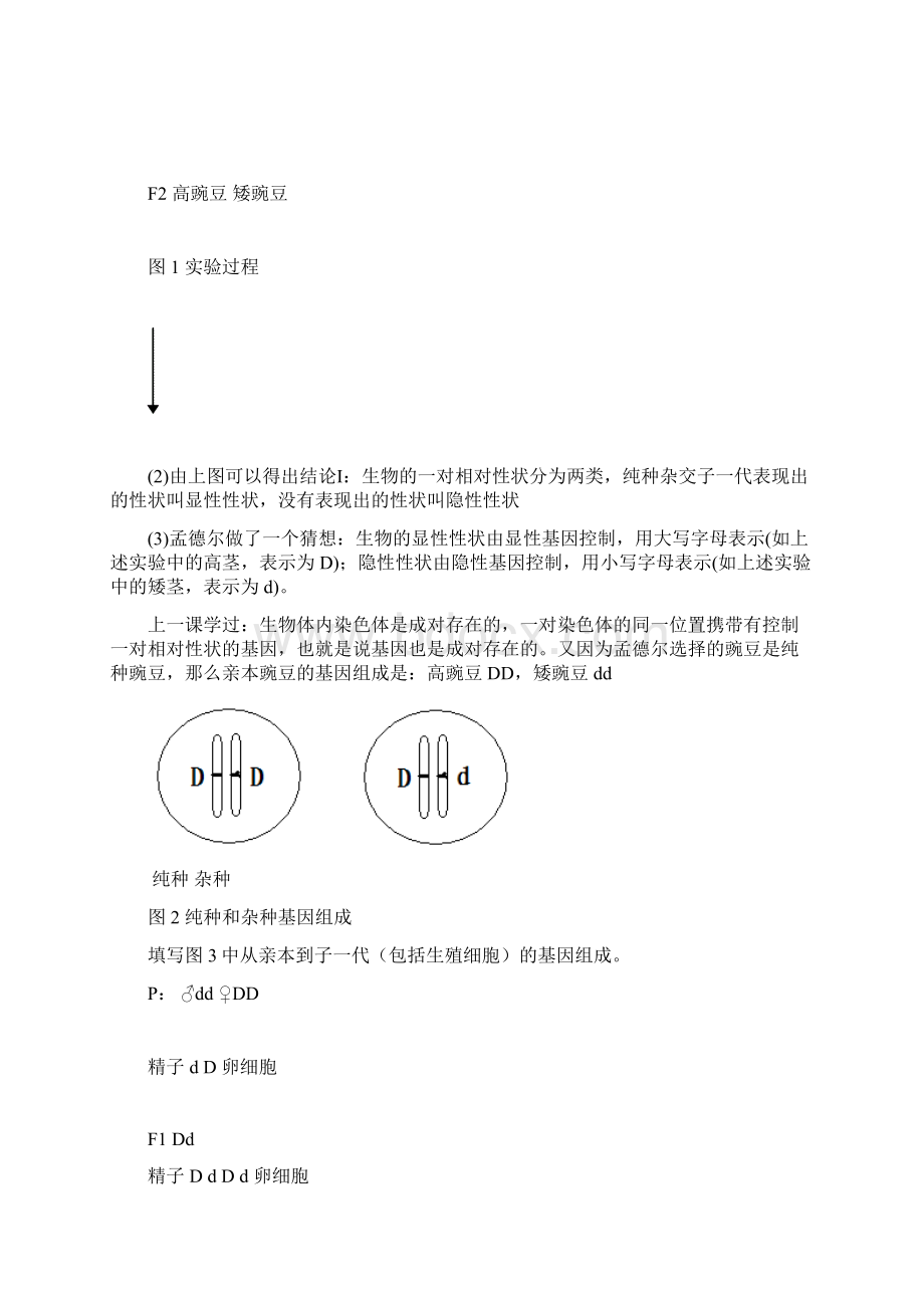 人教版生物八年级下册723基因的显性和隐性.docx_第3页