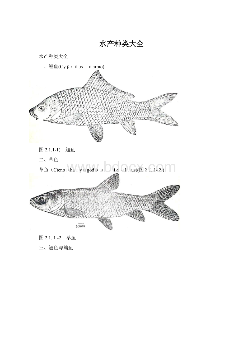 水产种类大全Word文件下载.docx