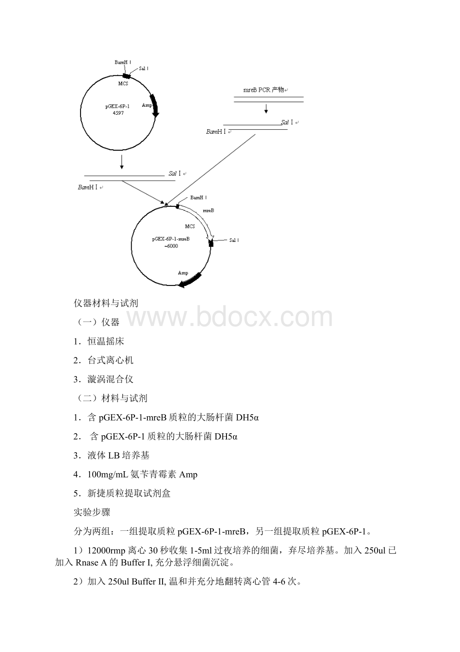 基因工程实验教学教案Word文件下载.docx_第2页