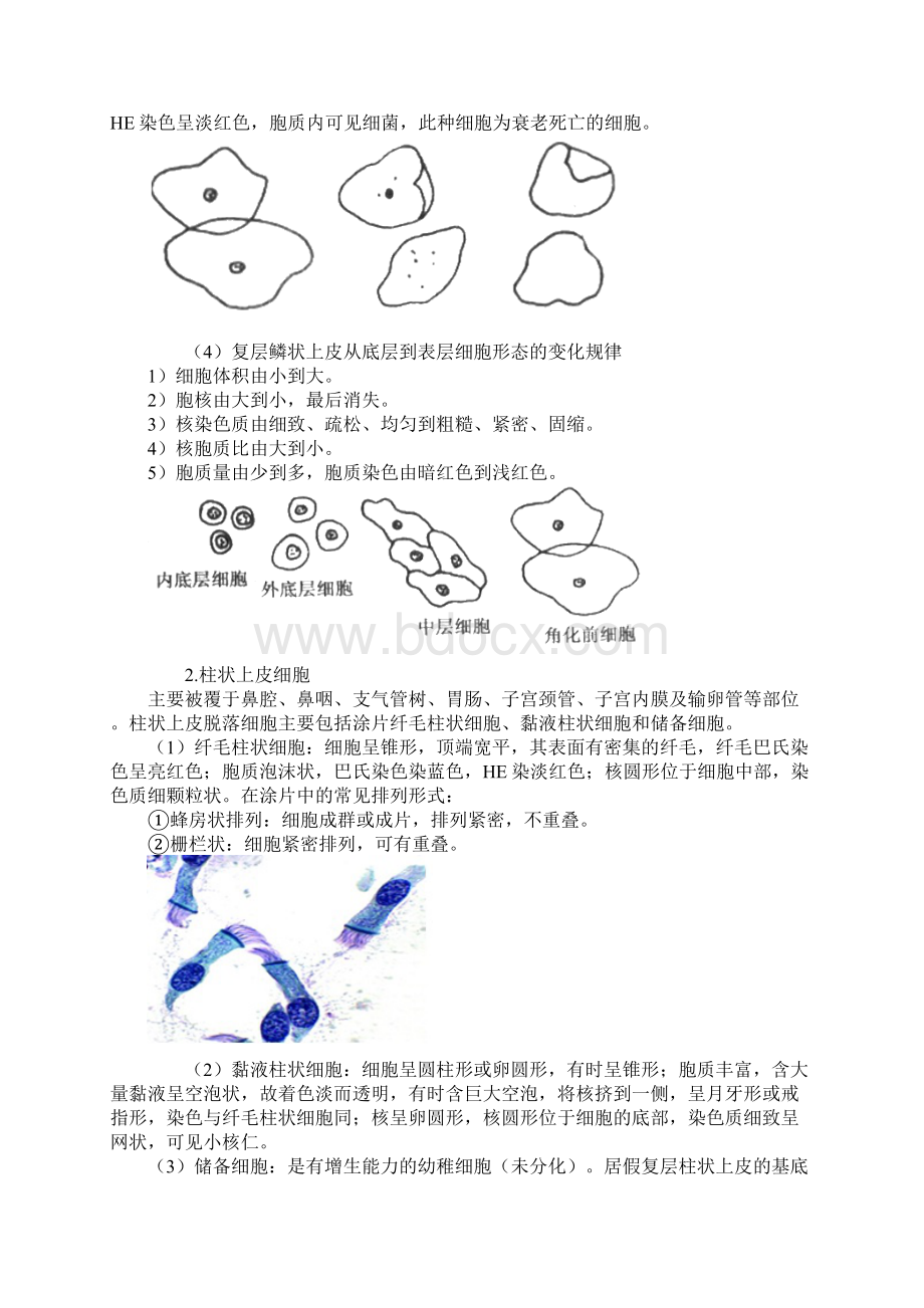 初级检验技师考试《临床检验基础》讲义第二十章脱落细胞检查Word格式.docx_第3页