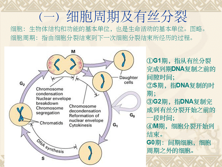 染色体显带原理与技术ppt课件.ppt_第3页