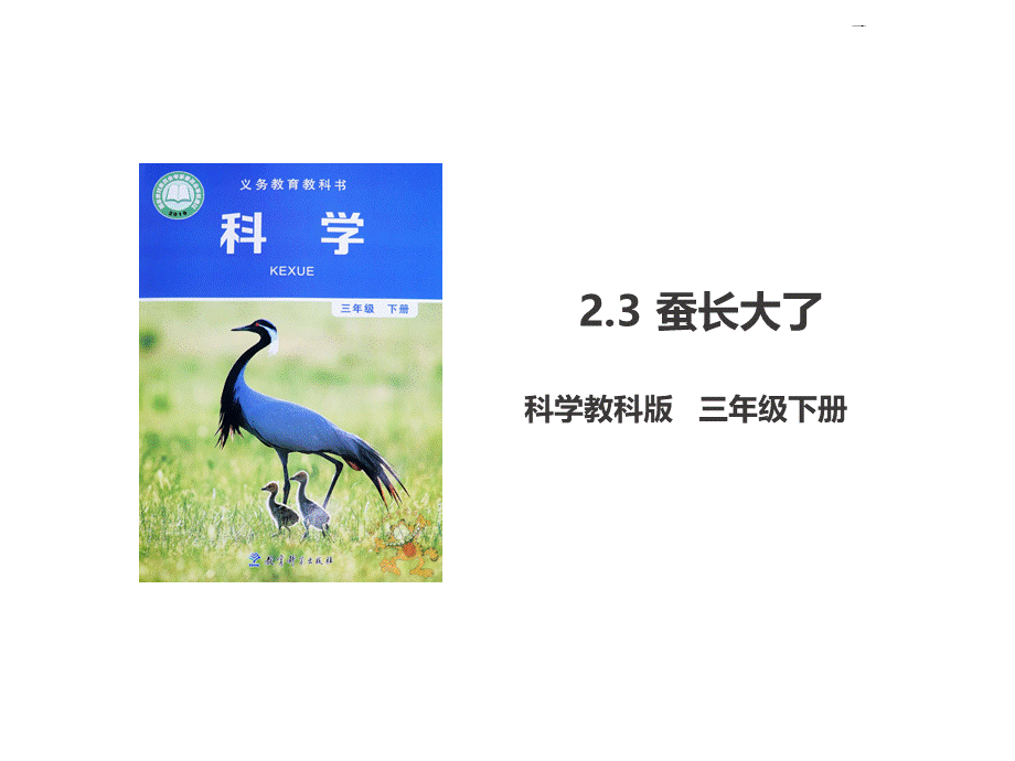 《蚕长大了》课件教科版三年级下册科学PPT文件格式下载.ppt_第1页