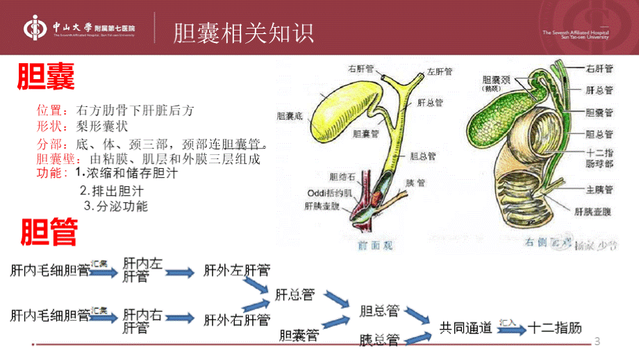 腹腔镜下胆囊切除术PPT课件.pptx_第3页