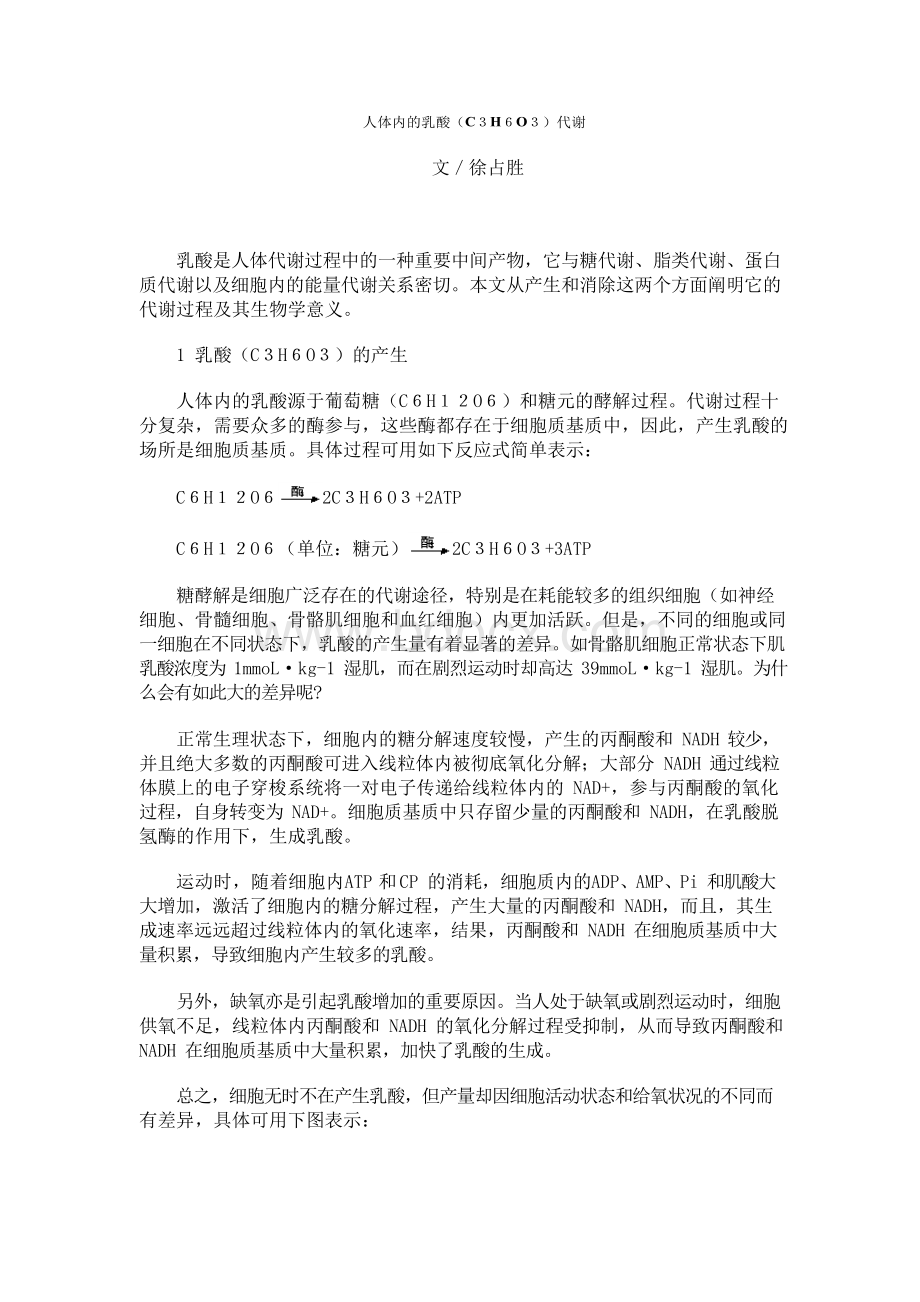 人体内的乳酸代谢.docx