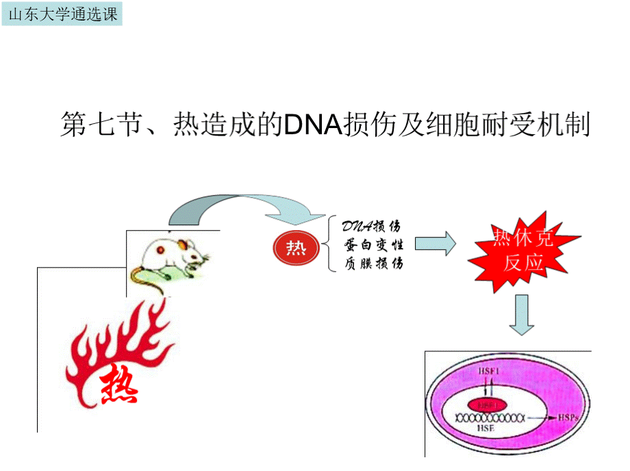 热休克反应.pptx_第1页