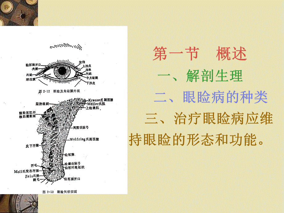 第四章眼睑病PPT课件下载推荐.ppt_第2页