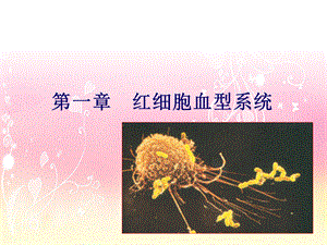 红细胞血型免疫学基础.ppt