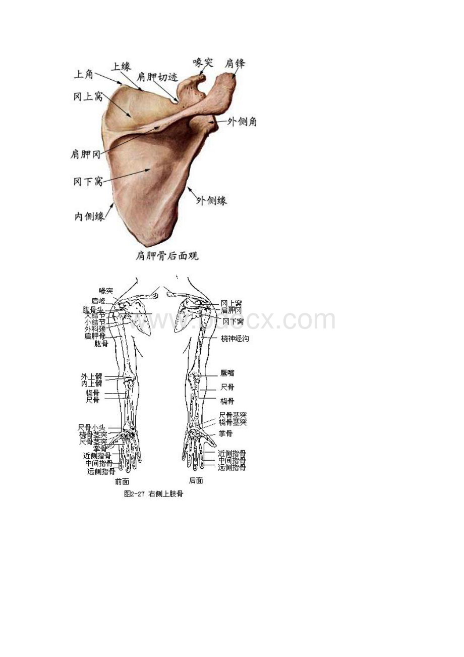 四肢长度及周径测量[新版]文档格式.doc_第2页