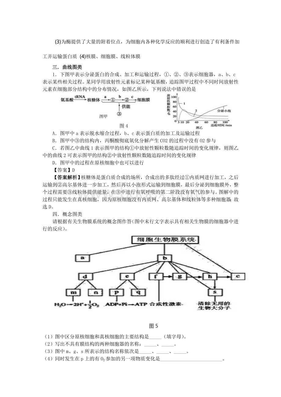 以分泌蛋白为例分析膜面积的变化.doc_第3页