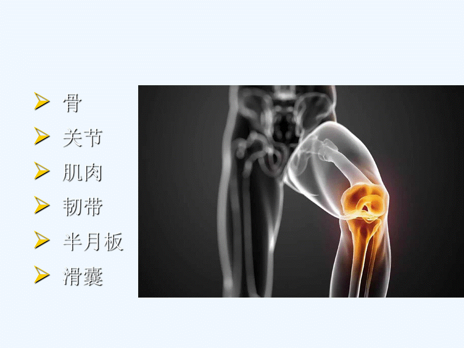 膝关节解剖基础课件PPT资料.ppt_第2页