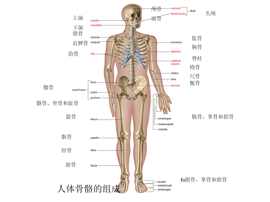 人体骨骼系统优质PPT.ppt_第1页