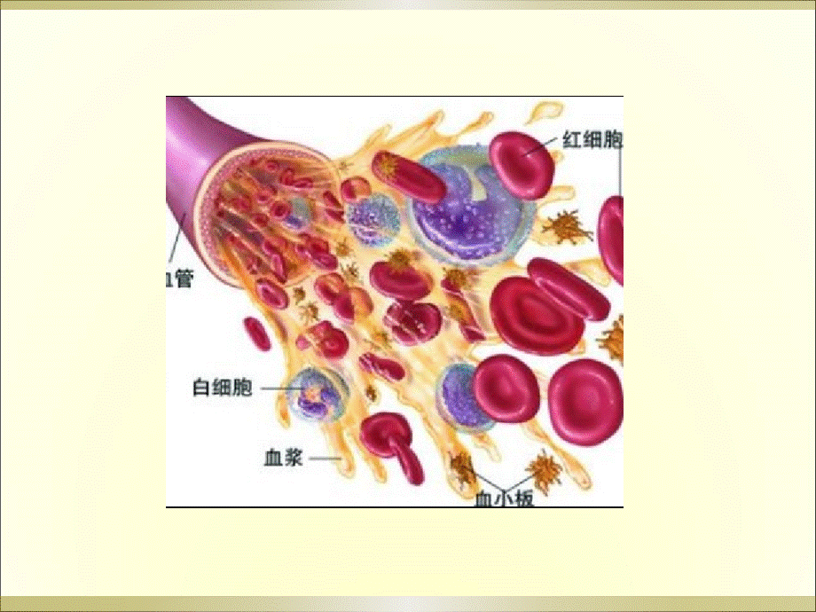 血小板减少优质PPT.ppt_第3页