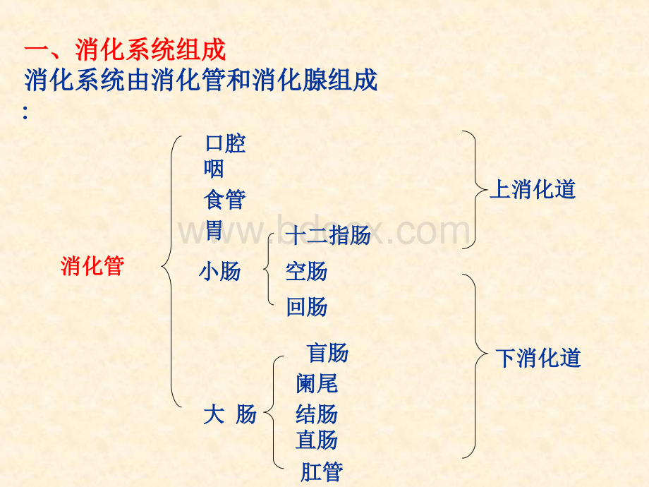 消化系统PPT文档格式.ppt_第3页