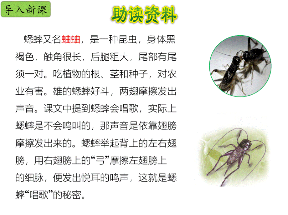 部编语文四年级上第十一课《蟋蟀的住宅》公开课PPTPPT课件下载推荐.pptx_第3页