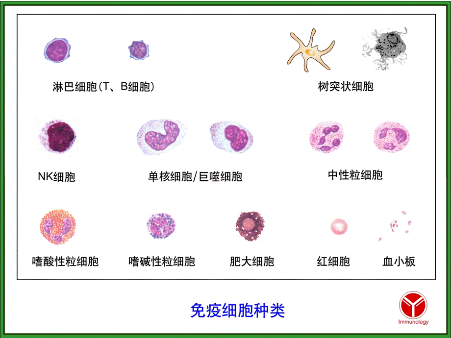 医学免疫学：14-1固有免疫细胞及其主要生物学作用PPT推荐.ppt_第2页