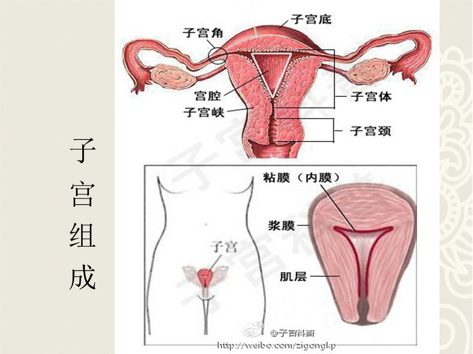 子宫肌瘤课件pptPPT课件下载推荐.pptx_第3页