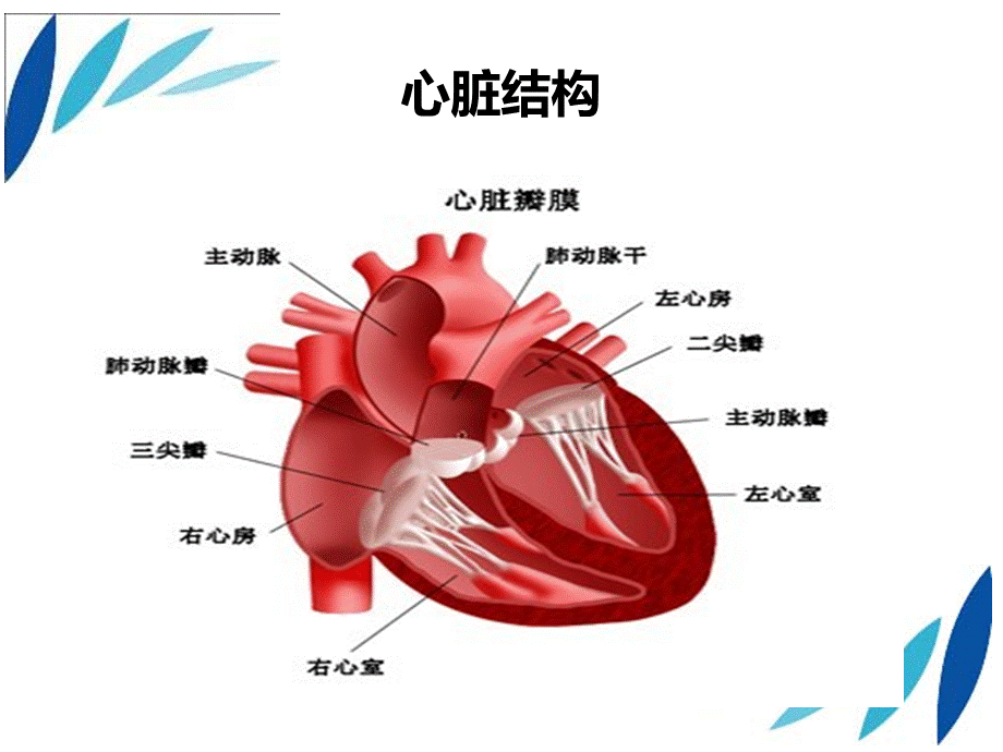 二尖瓣狭窄并关闭不全.ppt_第2页