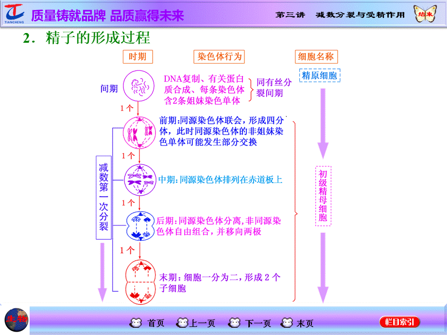 一轮复习 减数分裂与受精作用PPT课件PPT资料.ppt_第3页