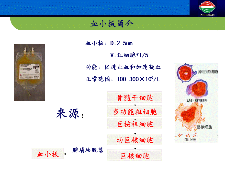 血小板抗原抗体检测及其临床应用(检验科)--.ppt_第3页