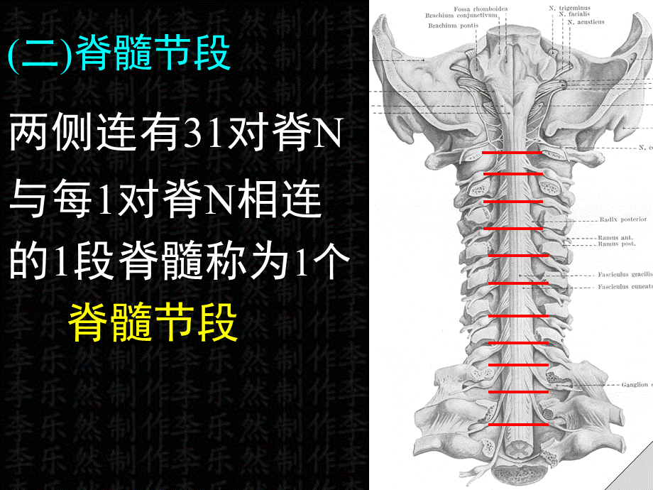 脊髓解剖彩色图谱PPT格式课件下载.ppt_第3页