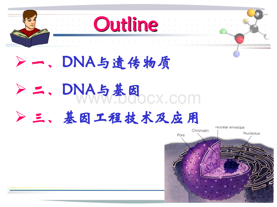 什么叫基因工程.ppt_第2页