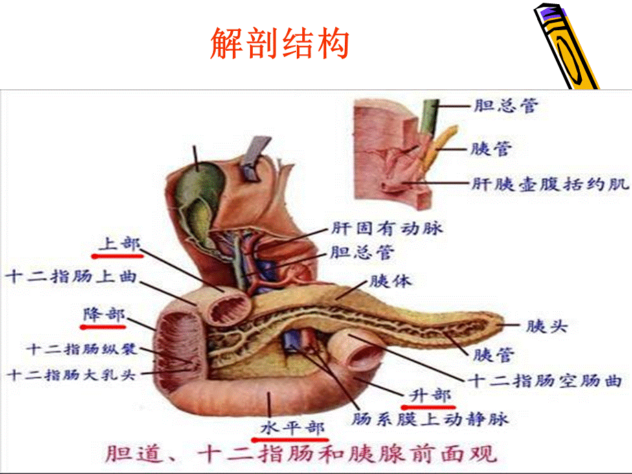 消化性溃疡护理查房.ppt_第3页