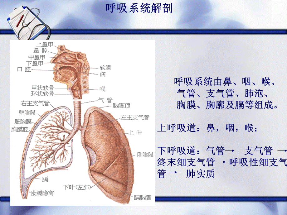 支气管扩张伴咯血PPT格式课件下载.ppt_第3页