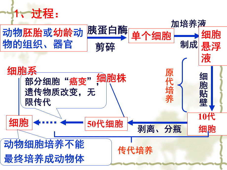 生物：动物细胞工程专题复习课件.ppt_第3页