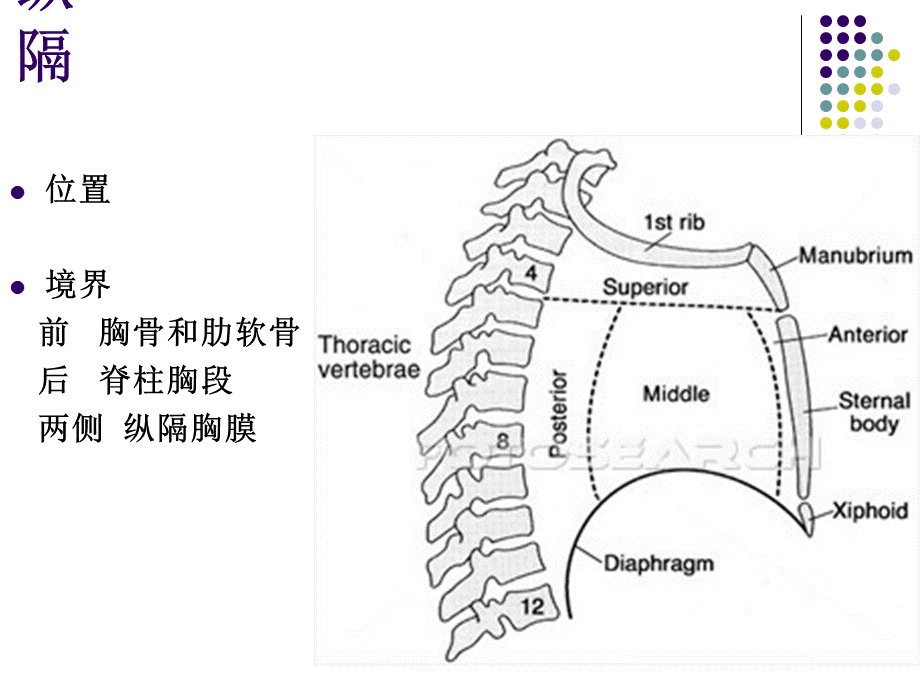 局部解剖学第九课纵膈PPT推荐.ppt_第2页