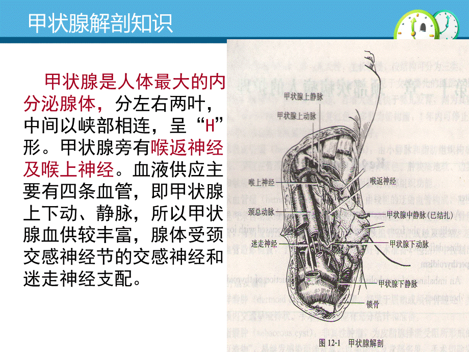 甲状腺癌术前、术后护理-PPT推荐.pptx_第3页