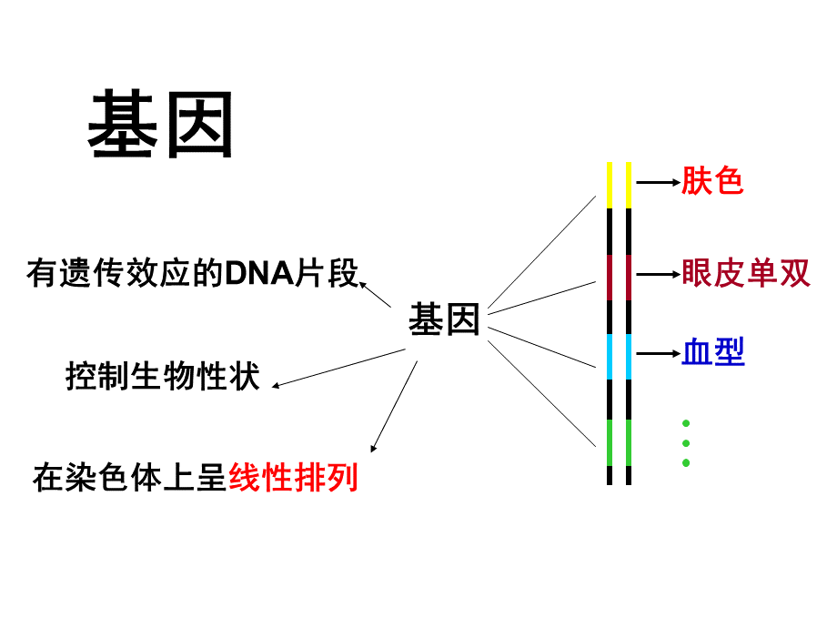 基因指导蛋白质的合成公开课PPT格式课件下载.ppt