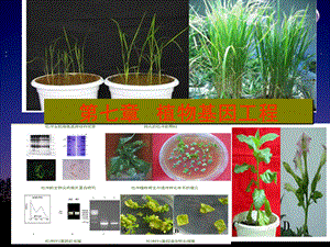 第七章--植物基因工程.ppt