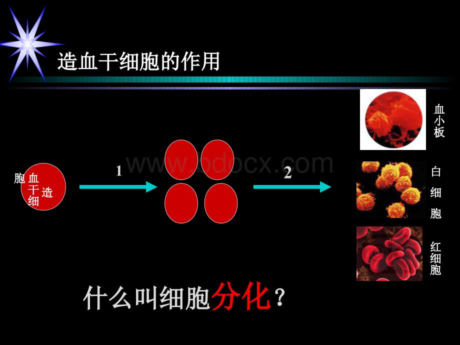 细胞的分化省优质课一等奖.ppt_第3页