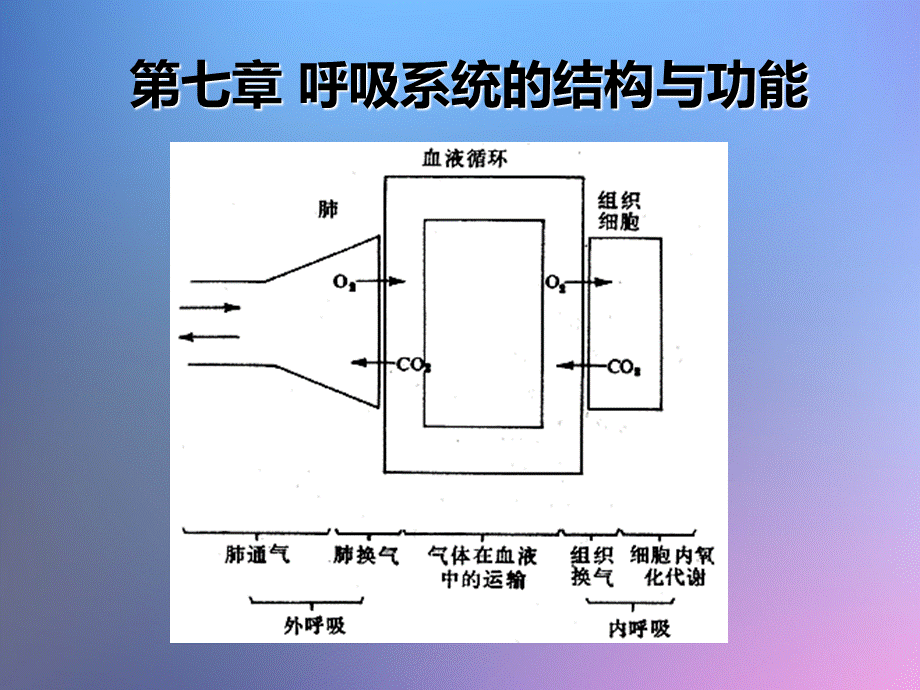 呼吸系统的结构与功能.ppt