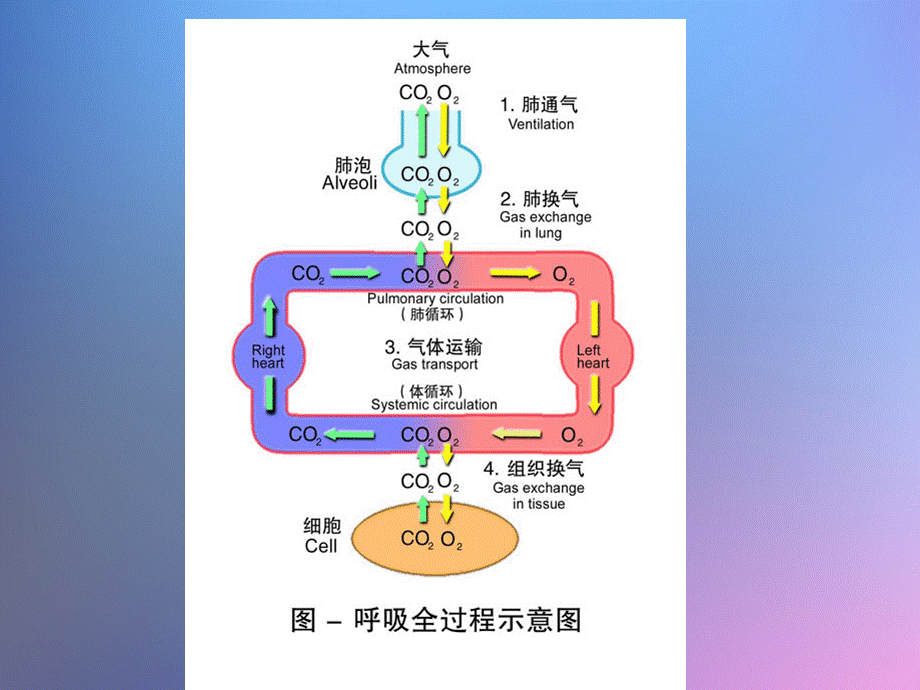 呼吸系统的结构与功能.ppt_第2页