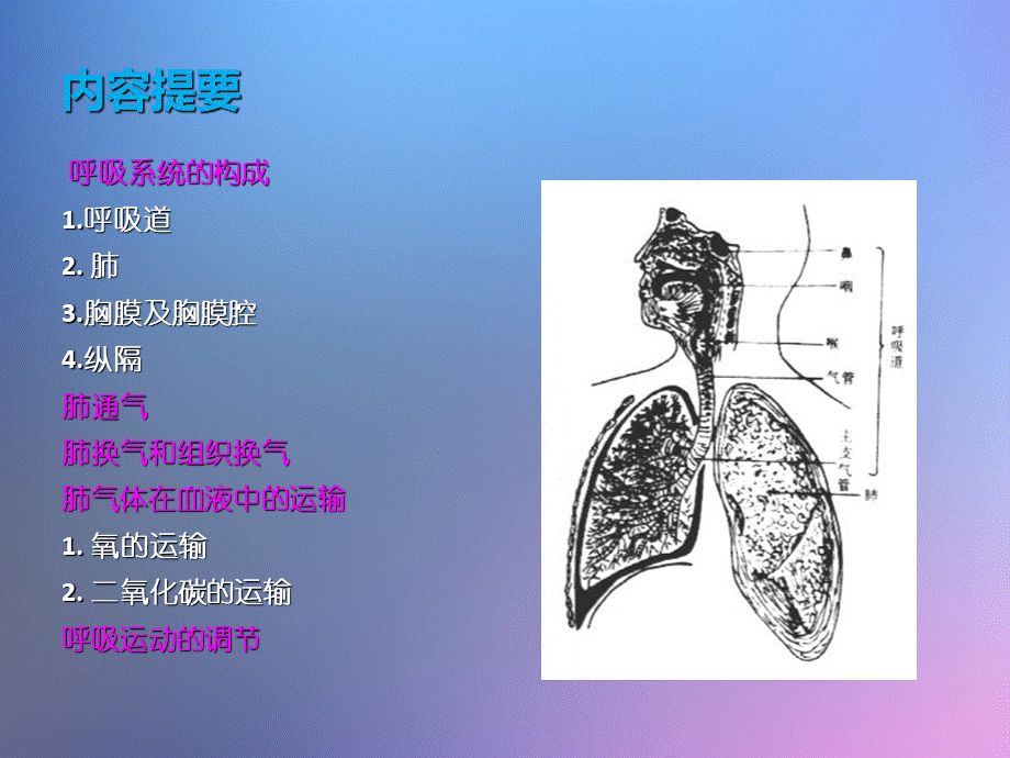 呼吸系统的结构与功能.ppt_第3页