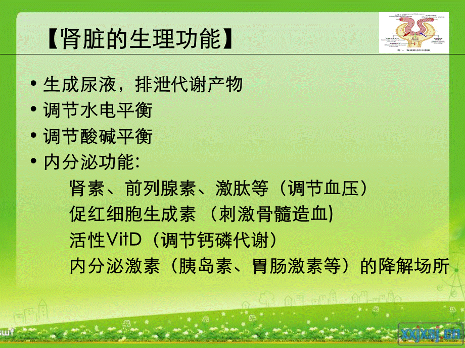 急性肾衰竭护理查房.ppt_第2页