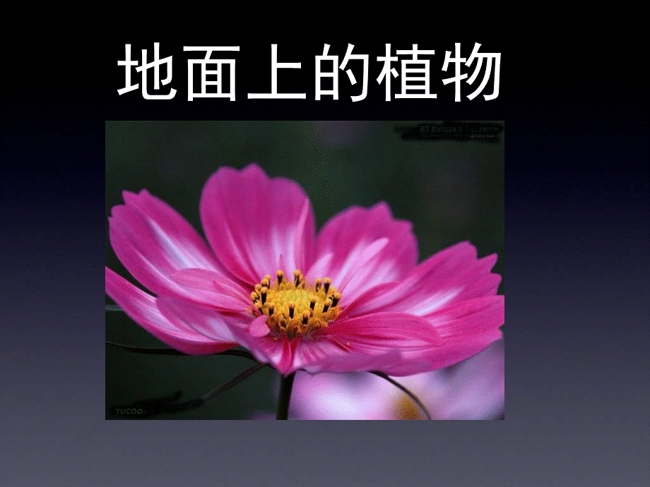 苏科版七下《地面上的植物》课件PPT格式课件下载.ppt_第1页