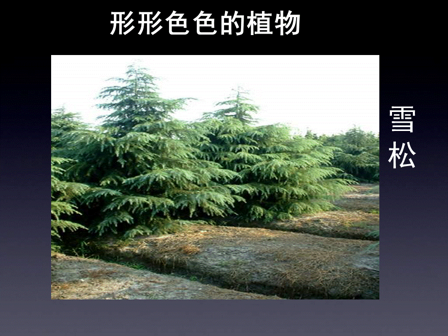 苏科版七下《地面上的植物》课件PPT格式课件下载.ppt_第2页