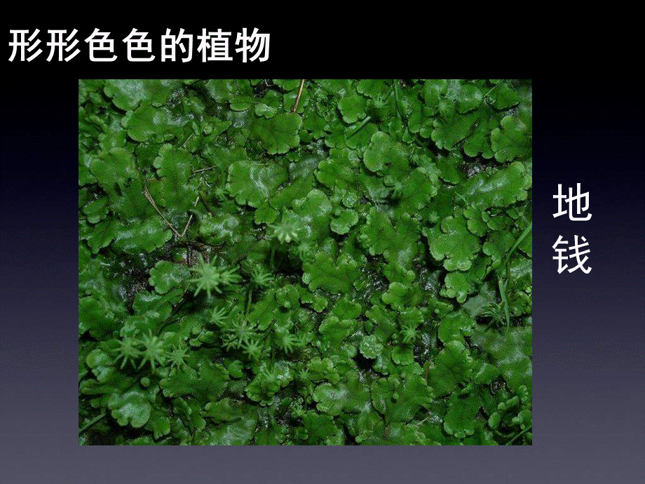 苏科版七下《地面上的植物》课件PPT格式课件下载.ppt_第3页