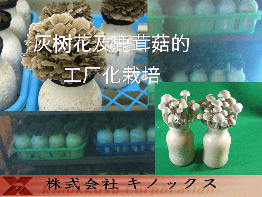 木村栄一(灰树花及鹿茸菇的工厂栽培)优质PPT.pptx