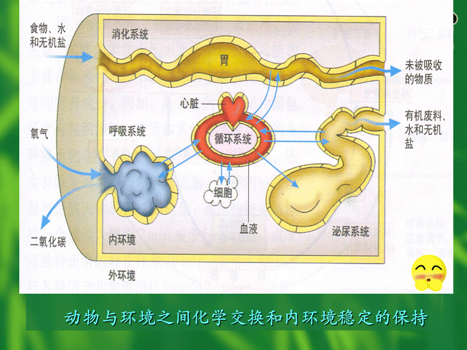 大学生物学课件-内环境的控制PPT文件格式下载.ppt_第3页